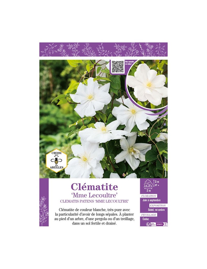 CLÉMATITE MME LECOULTRE