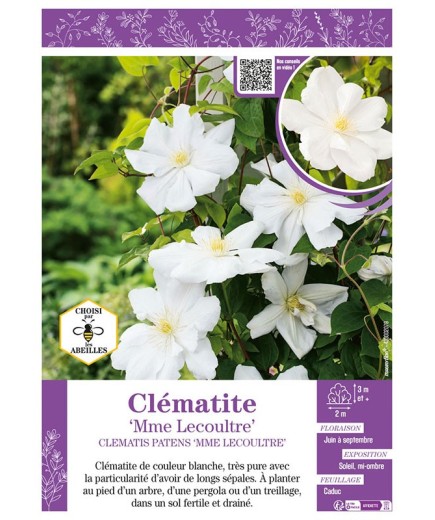 CLÉMATITE MME LECOULTRE
