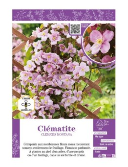 CLÉMATITE MONTANA (rose)