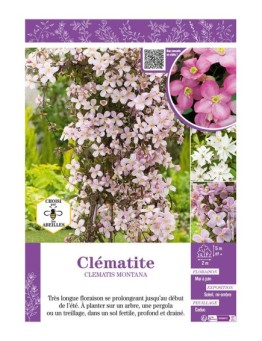 CLÉMATITE MONTANA (varié)