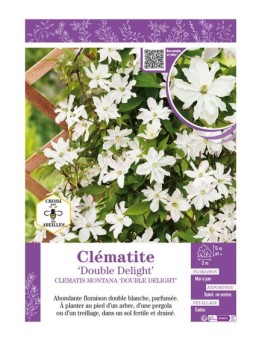 CLÉMATITE MONTANA DOUBLE DELIGHT