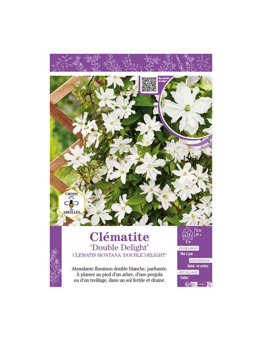 CLÉMATITE MONTANA DOUBLE DELIGHT