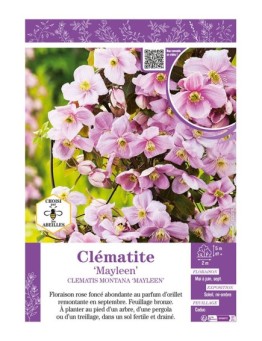 CLÉMATITE MONTANA MAYLEEN