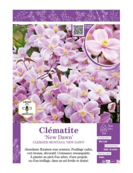 CLÉMATITE MONTANA NEW DAWN