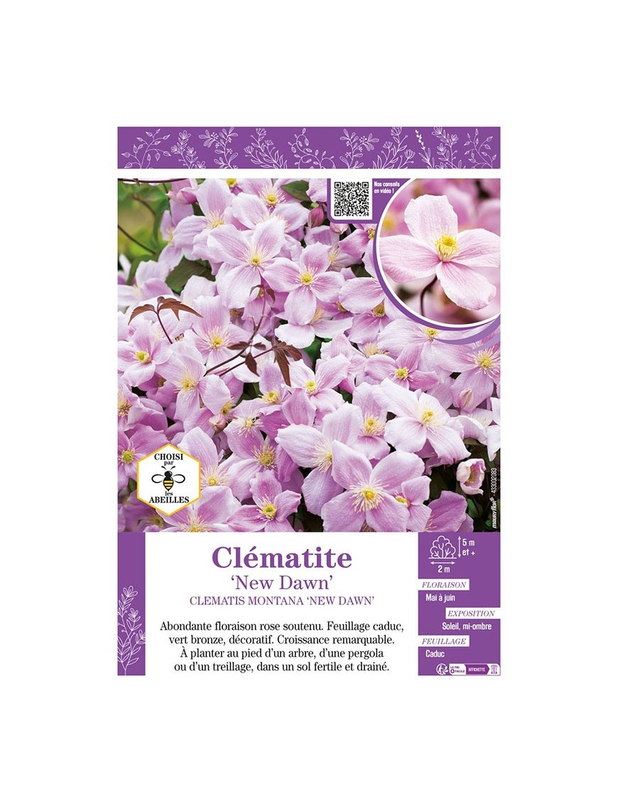 CLÉMATITE MONTANA NEW DAWN