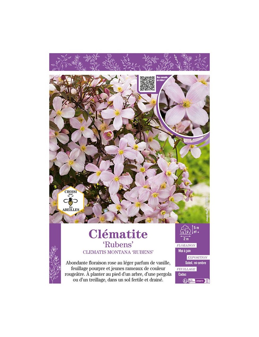 CLÉMATITE MONTANA RUBENS