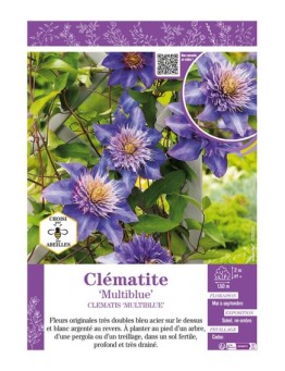 CLÉMATITE MULTIBLUE