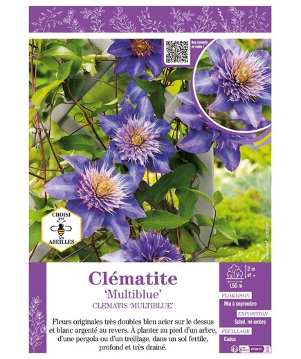 CLÉMATITE MULTIBLUE
