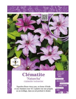 CLÉMATITE NATASCHA