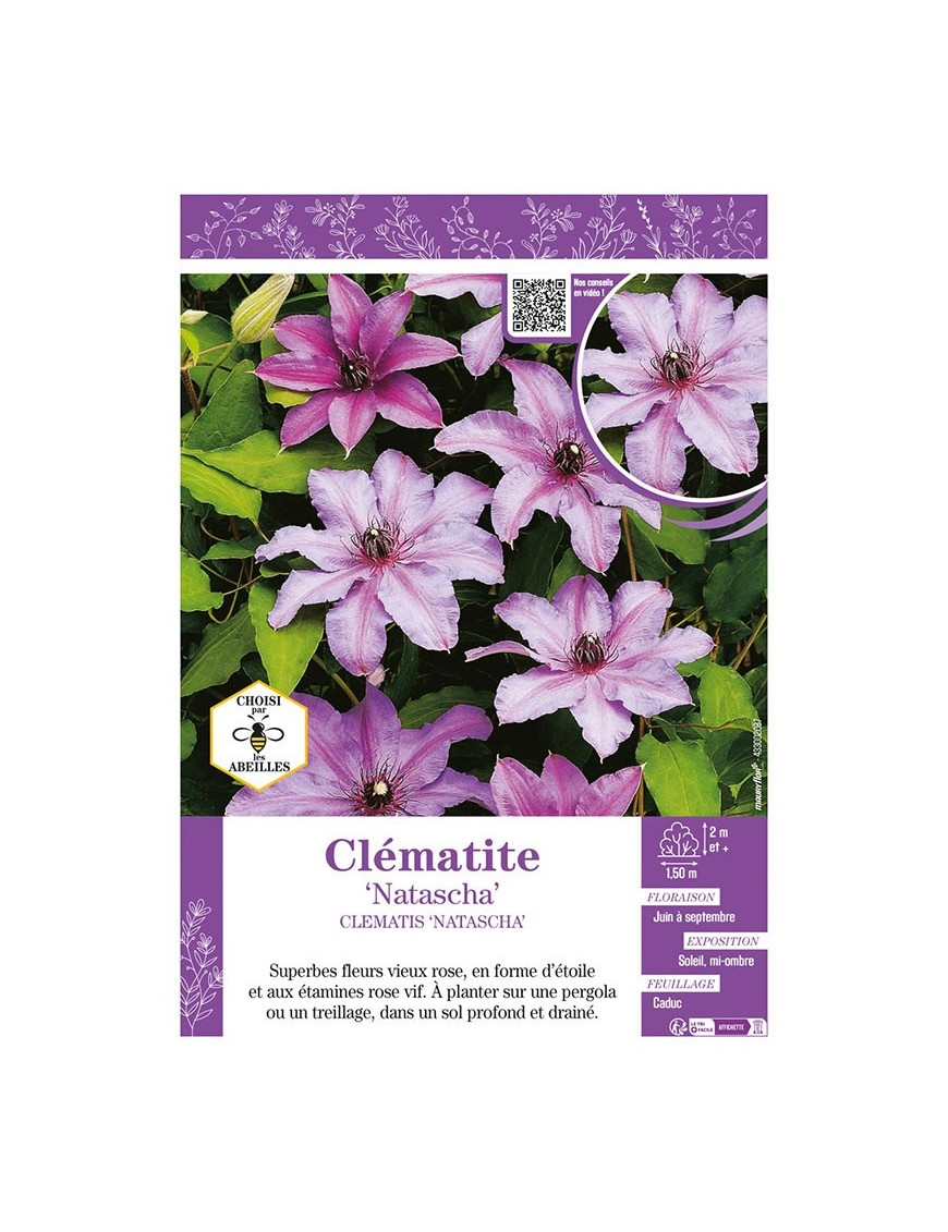 CLÉMATITE NATASCHA