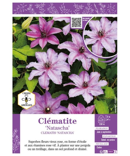 CLÉMATITE NATASCHA