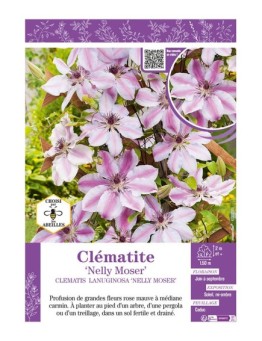CLÉMATITE NELLY MOSER