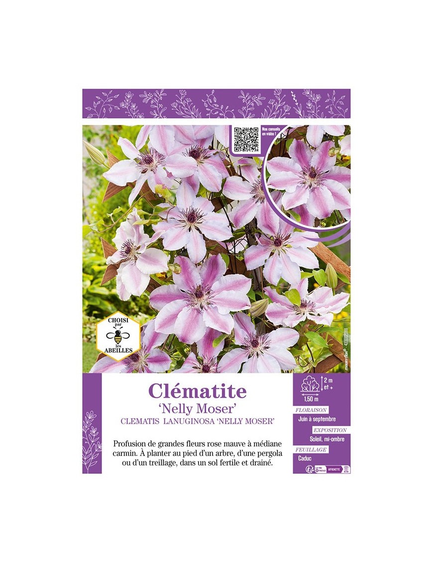 CLÉMATITE NELLY MOSER