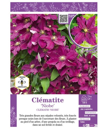 CLÉMATITE NIOBE