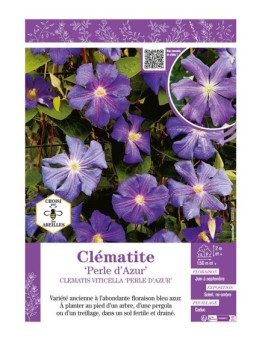 CLÉMATITE PERLE D’AZUR