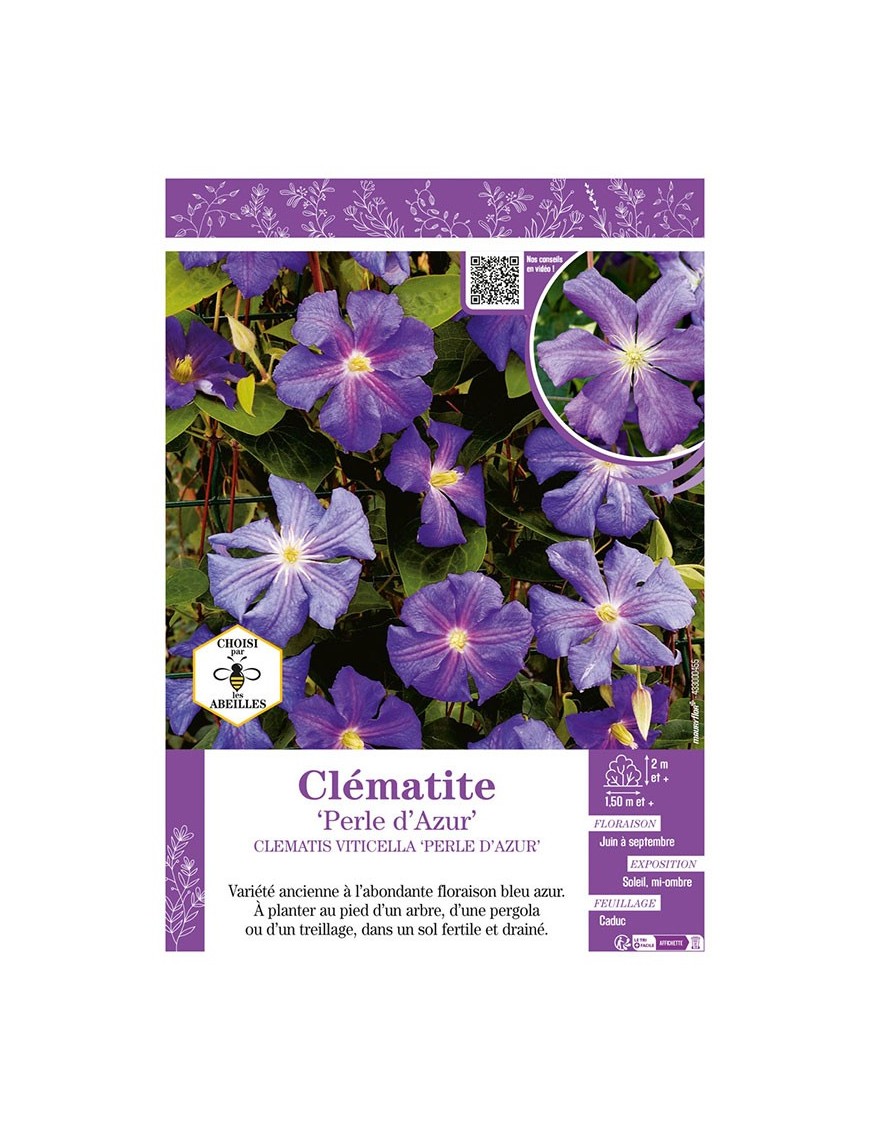 CLÉMATITE PERLE D’AZUR