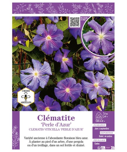CLÉMATITE PERLE D’AZUR
