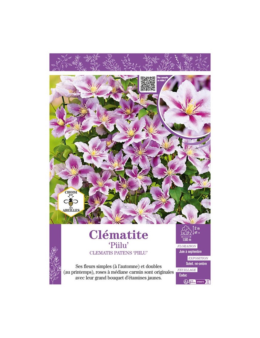 CLÉMATITE PIILU