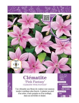CLÉMATITE PINK FANTASY