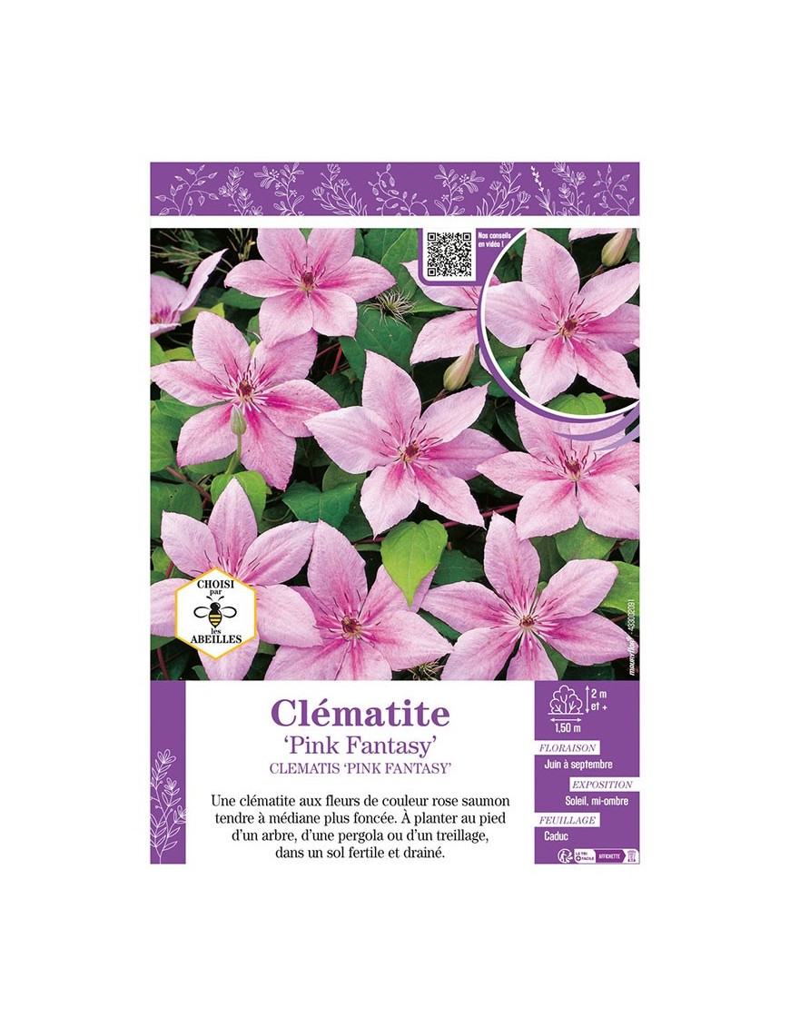 CLÉMATITE PINK FANTASY