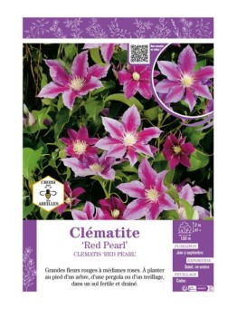 CLÉMATITE RED PEARL