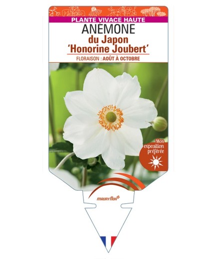 ANEMONE x hybrida Honorine Joubert voir Anémone du Japon