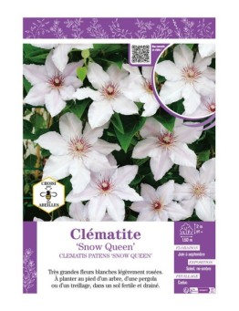 CLÉMATITE SNOW QUEEN