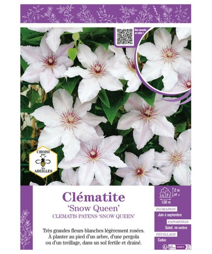 CLÉMATITE SNOW QUEEN