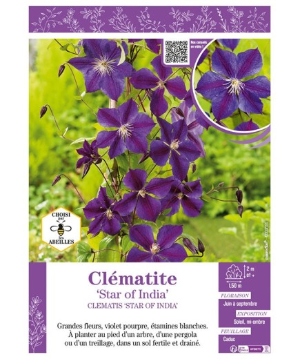 CLÉMATITE STAR OF INDIA