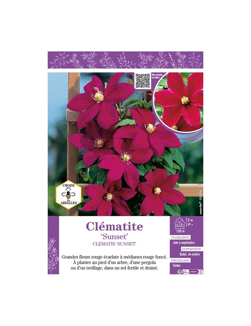 CLÉMATITE SUNSET