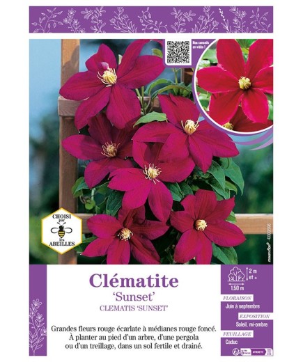 CLÉMATITE SUNSET
