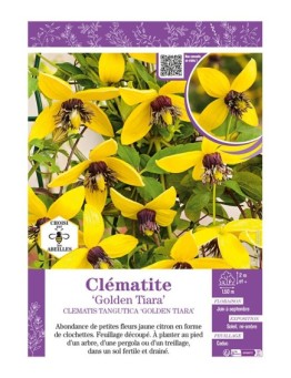 CLÉMATITE TANGUTICA GOLDEN TIARA