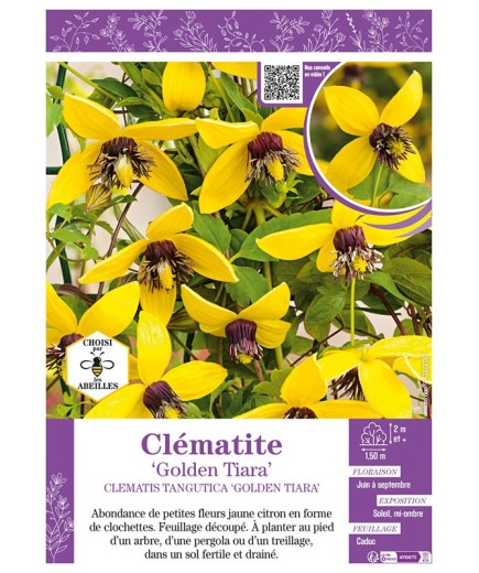 CLÉMATITE TANGUTICA GOLDEN TIARA