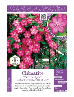 CLÉMATITE VILLE DE LYON
