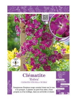CLÉMATITE VITICELLA RUBRA