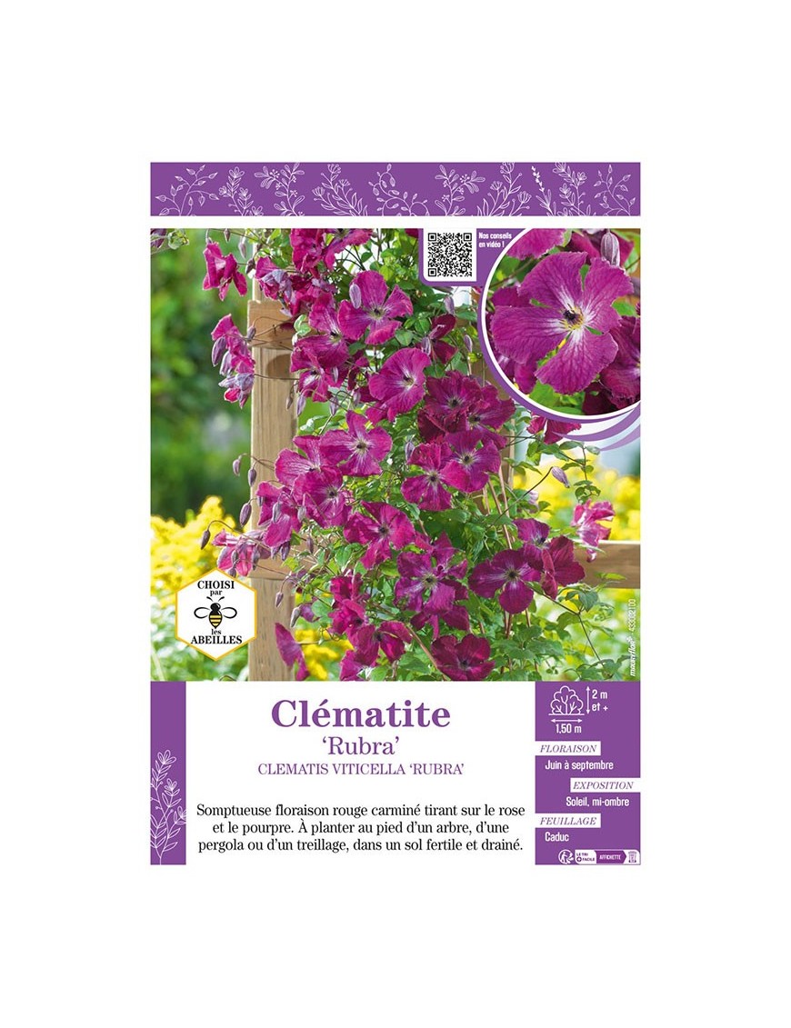 CLÉMATITE VITICELLA RUBRA