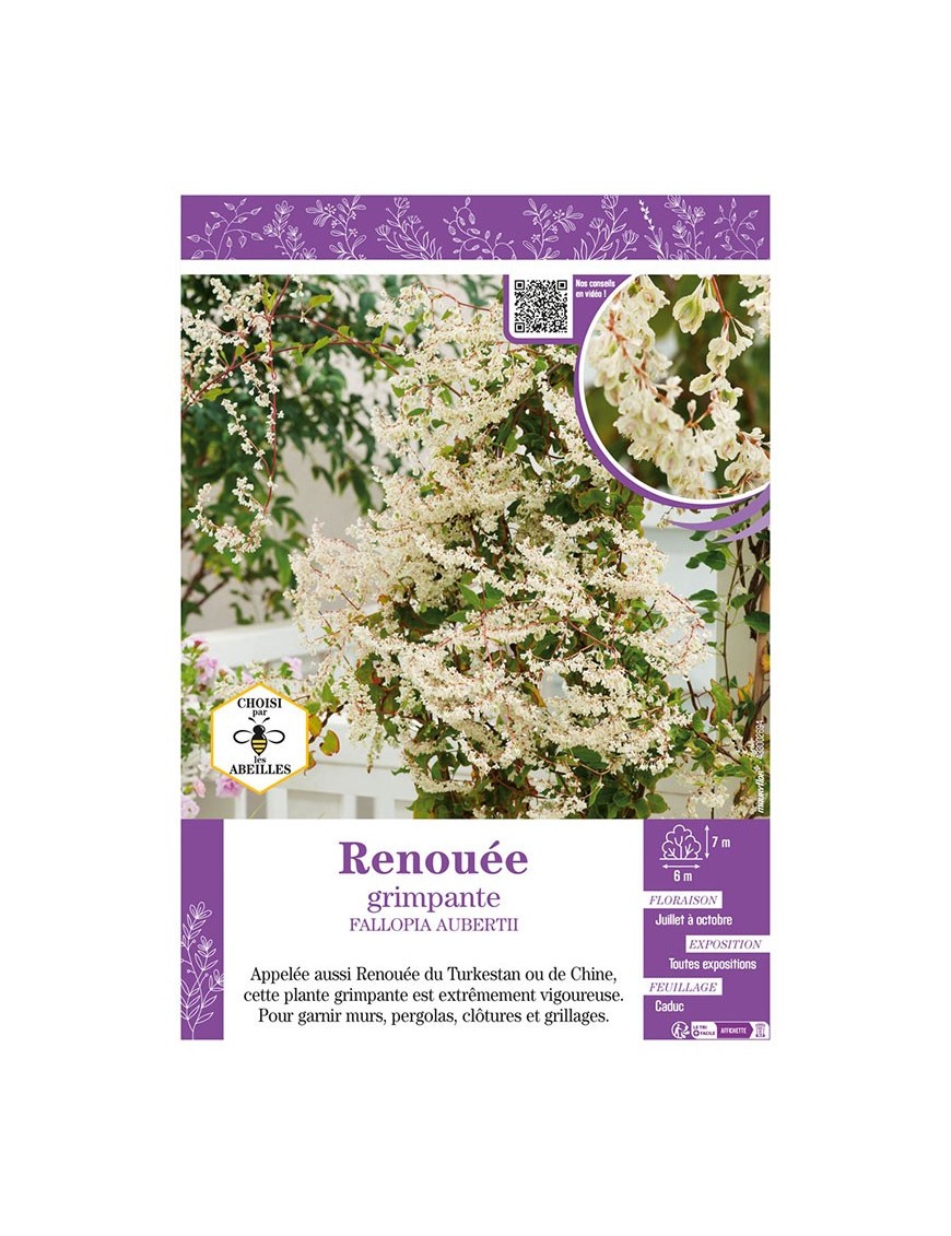 FALLOPIA AUBERTII voir RENOUÉE GRIMPANTE