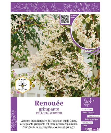 FALLOPIA AUBERTII voir RENOUÉE GRIMPANTE