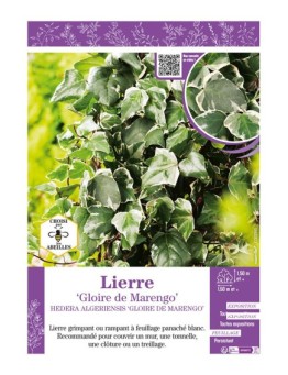 HEDERA ALGERIENSIS GLOIRE DE MARENGO voir LIERRE