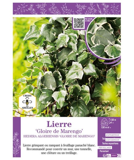 HEDERA ALGERIENSIS GLOIRE DE MARENGO voir LIERRE