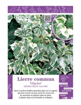 HEDERA HELIX GLACIER voir LIERRE COMMUN