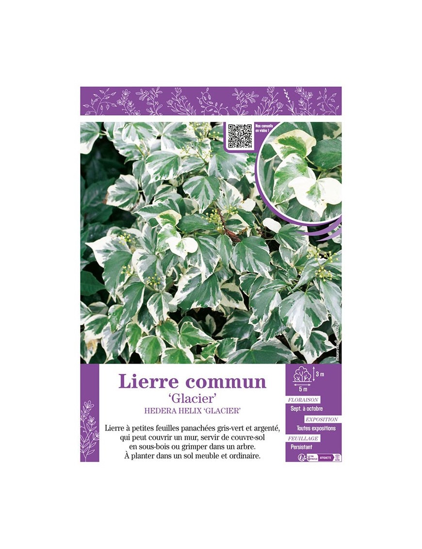 HEDERA HELIX GLACIER voir LIERRE COMMUN