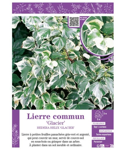 HEDERA HELIX GLACIER voir LIERRE COMMUN