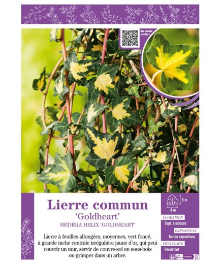 HEDERA HELIX GOLDHEART voir LIERRE COMMUN