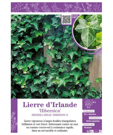 HEDERA HELIX HIBERNICA voir LIERRE D'IRLANDE