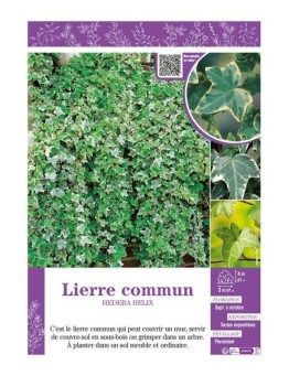 HEDERA HELIX voir LIERRE COMMUN