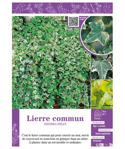 HEDERA HELIX voir LIERRE COMMUN