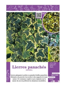 HEDERA voir LIERRES PANACHÉS