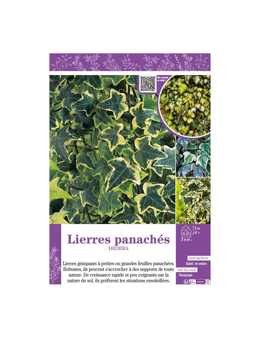 HEDERA voir LIERRES PANACHÉS