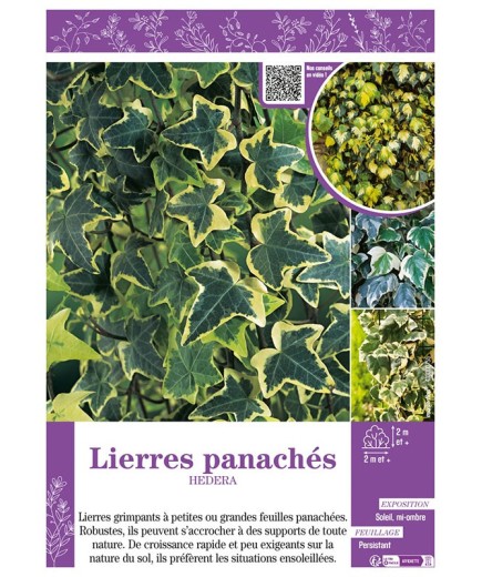 HEDERA voir LIERRES PANACHÉS